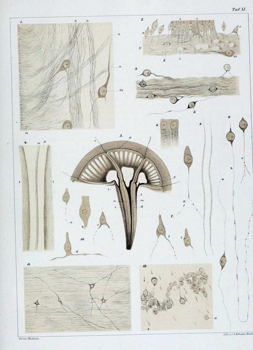 Die Medusen :.TÃ¼bingen :H. Laupp,1878.  | Jellyfishes Morphology "Nervous system" physiology  | Vintage Print Reproduction 471865
