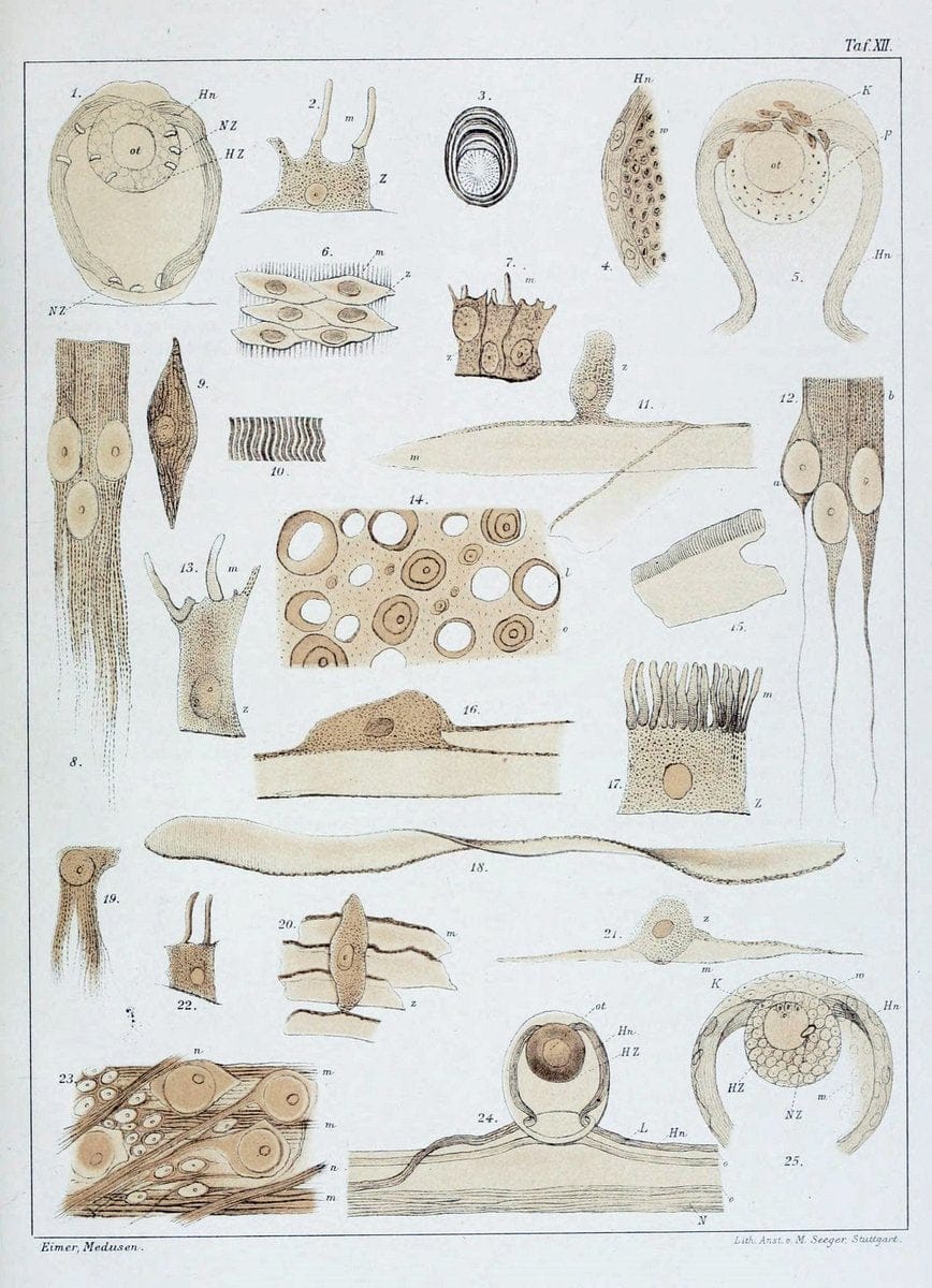 Die Medusen :.TÃ¼bingen :H. Laupp,1878.  | Jellyfishes Morphology "Nervous system" physiology  | Vintage Print Reproduction 471866