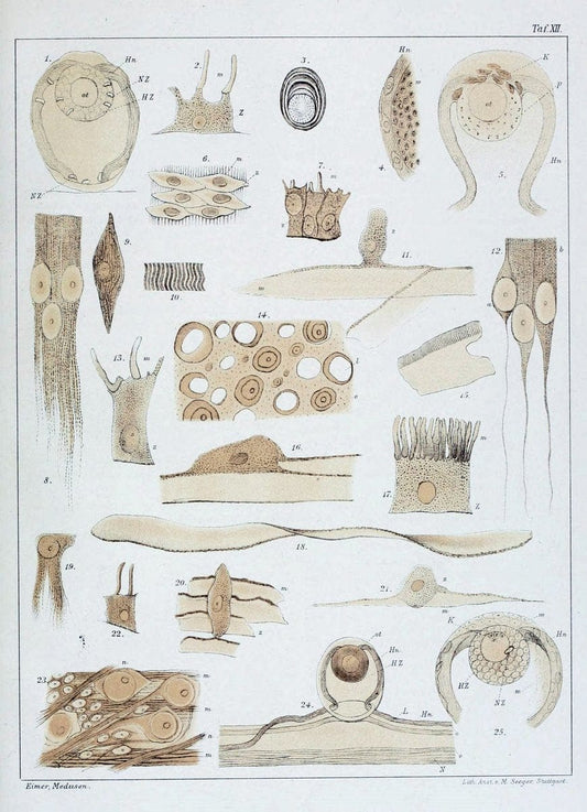 Die Medusen :.TÃ¼bingen :H. Laupp,1878.  | Jellyfishes Morphology "Nervous system" physiology  | Vintage Print Reproduction 471866