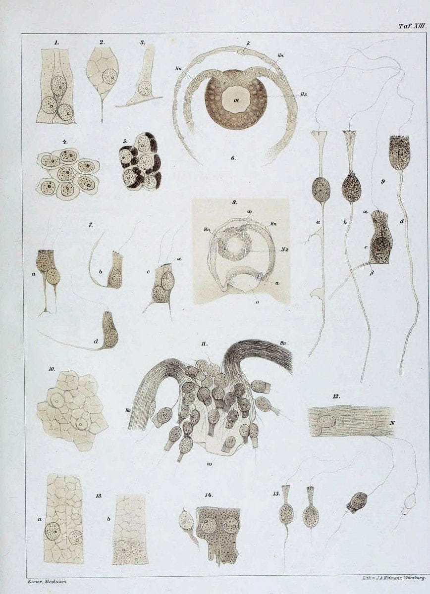 Die Medusen :.TÃ¼bingen :H. Laupp,1878.  | Jellyfishes Morphology "Nervous system" physiology  | Vintage Print Reproduction 471867