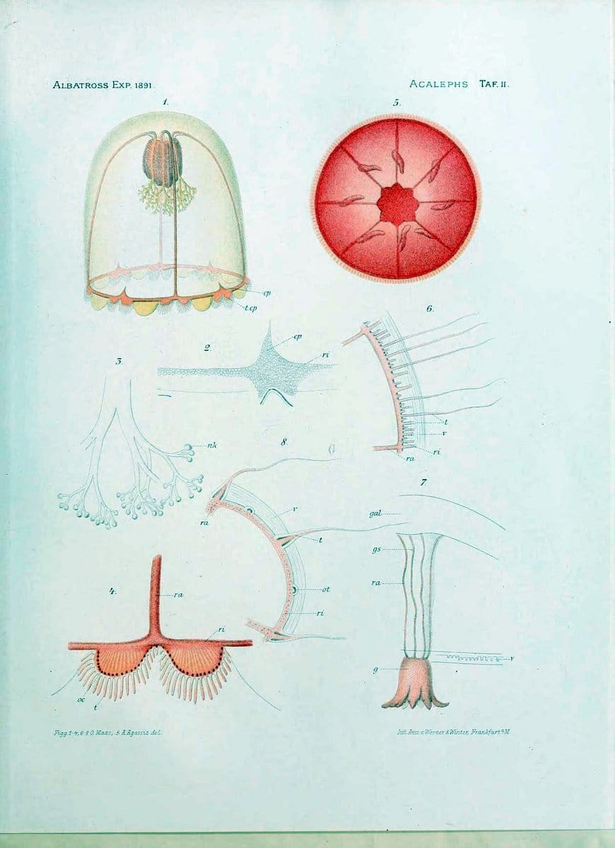 Die medusen. Cambridge :Printed for the Museum,1897.  | "Albatross (Steamer)" Jellyfishes  | Vintage Print Reproduction 471868