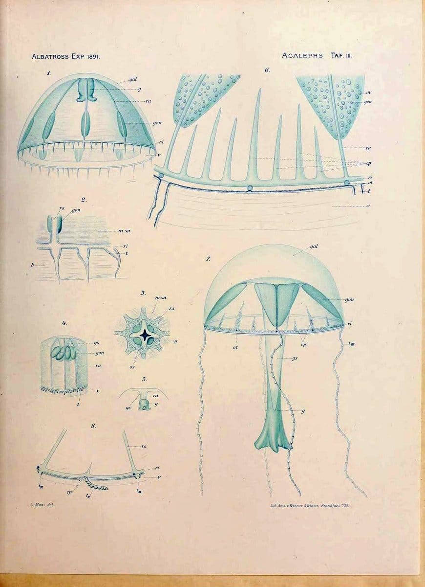 Die medusen. Cambridge :Printed for the Museum,1897.  | "Albatross (Steamer)" Jellyfishes  | Vintage Print Reproduction 471869