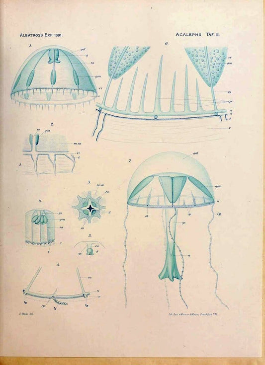 Die medusen. Cambridge :Printed for the Museum,1897.  | "Albatross (Steamer)" Jellyfishes  | Vintage Print Reproduction 471869