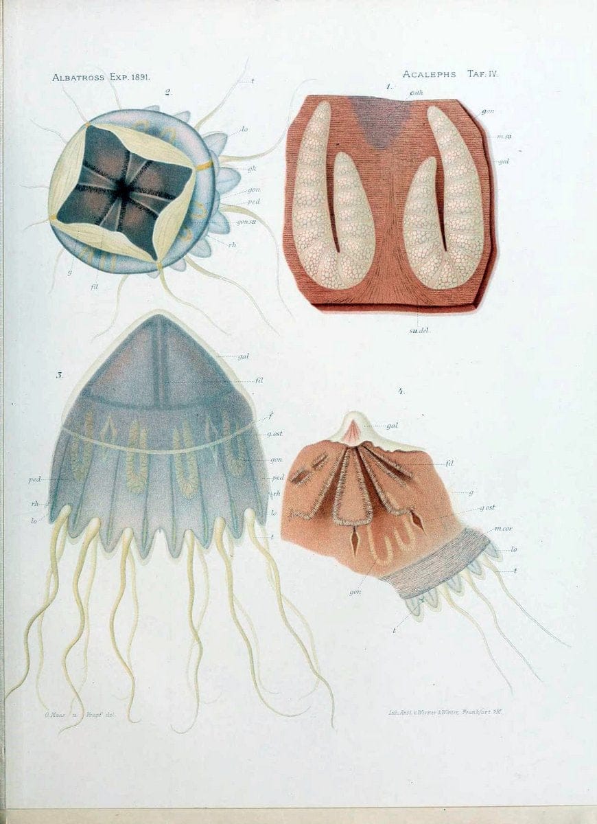 Die medusen. Cambridge :Printed for the Museum,1897.  | "Albatross (Steamer)" Jellyfishes  | Vintage Print Reproduction 471870