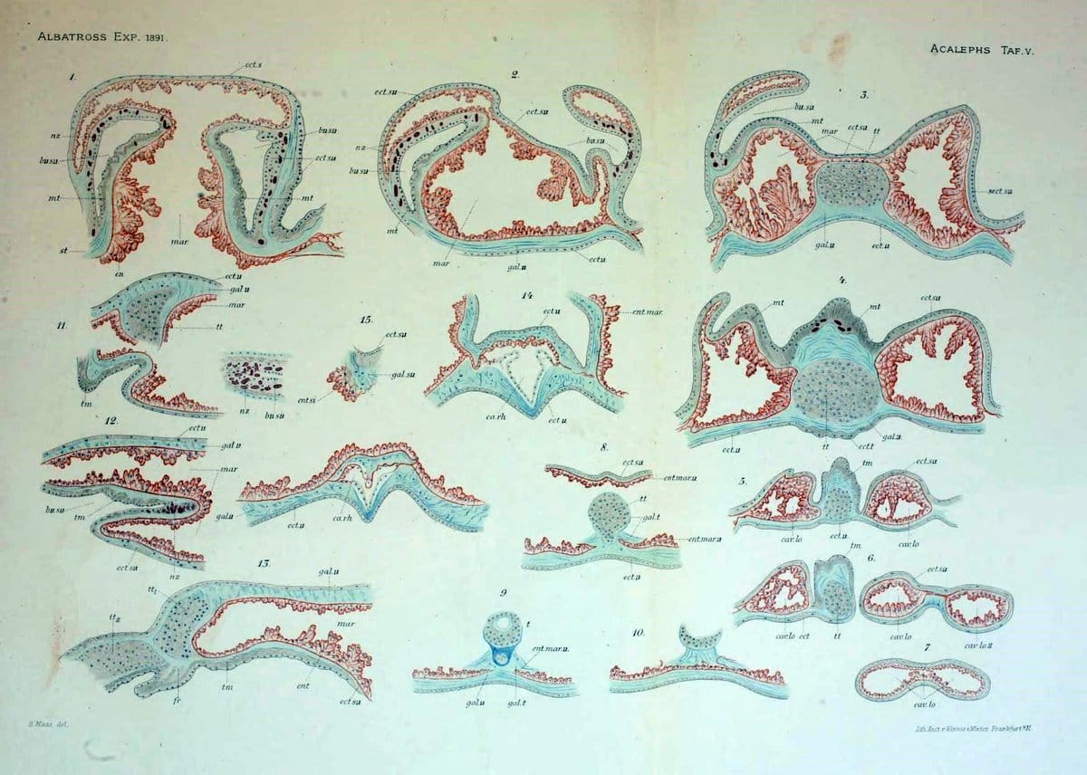 Die medusen. Cambridge :Printed for the Museum,1897.  | "Albatross (Steamer)" Jellyfishes  | Vintage Print Reproduction 471871