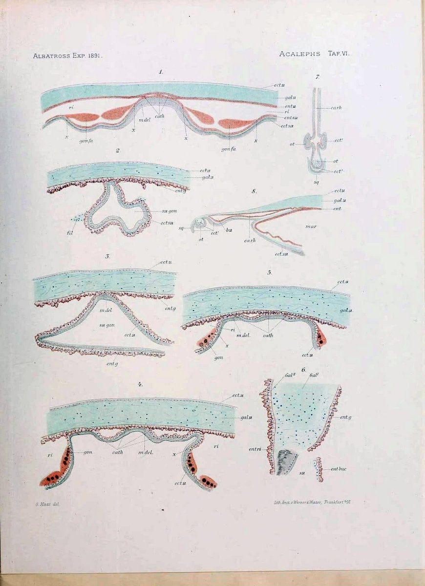 Die medusen. Cambridge :Printed for the Museum,1897.  | "Albatross (Steamer)" Jellyfishes  | Vintage Print Reproduction 471872