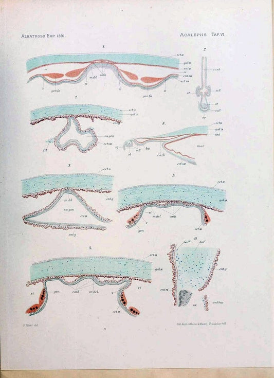 Die medusen. Cambridge :Printed for the Museum,1897.  | "Albatross (Steamer)" Jellyfishes  | Vintage Print Reproduction 471872