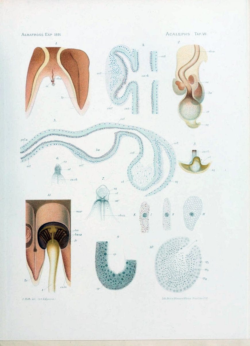 Die medusen. Cambridge :Printed for the Museum,1897.  | "Albatross (Steamer)" Jellyfishes  | Vintage Print Reproduction 471873
