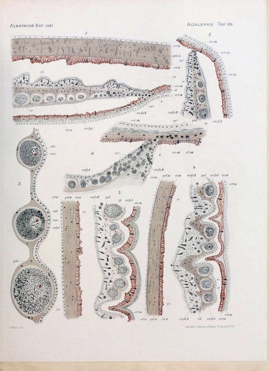 Die medusen. Cambridge :Printed for the Museum,1897.  | "Albatross (Steamer)" Jellyfishes  | Vintage Print Reproduction 471874