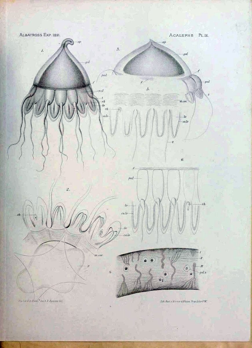 Die medusen. Cambridge :Printed for the Museum,1897.  | "Albatross (Steamer)" Jellyfishes  | Vintage Print Reproduction 471875