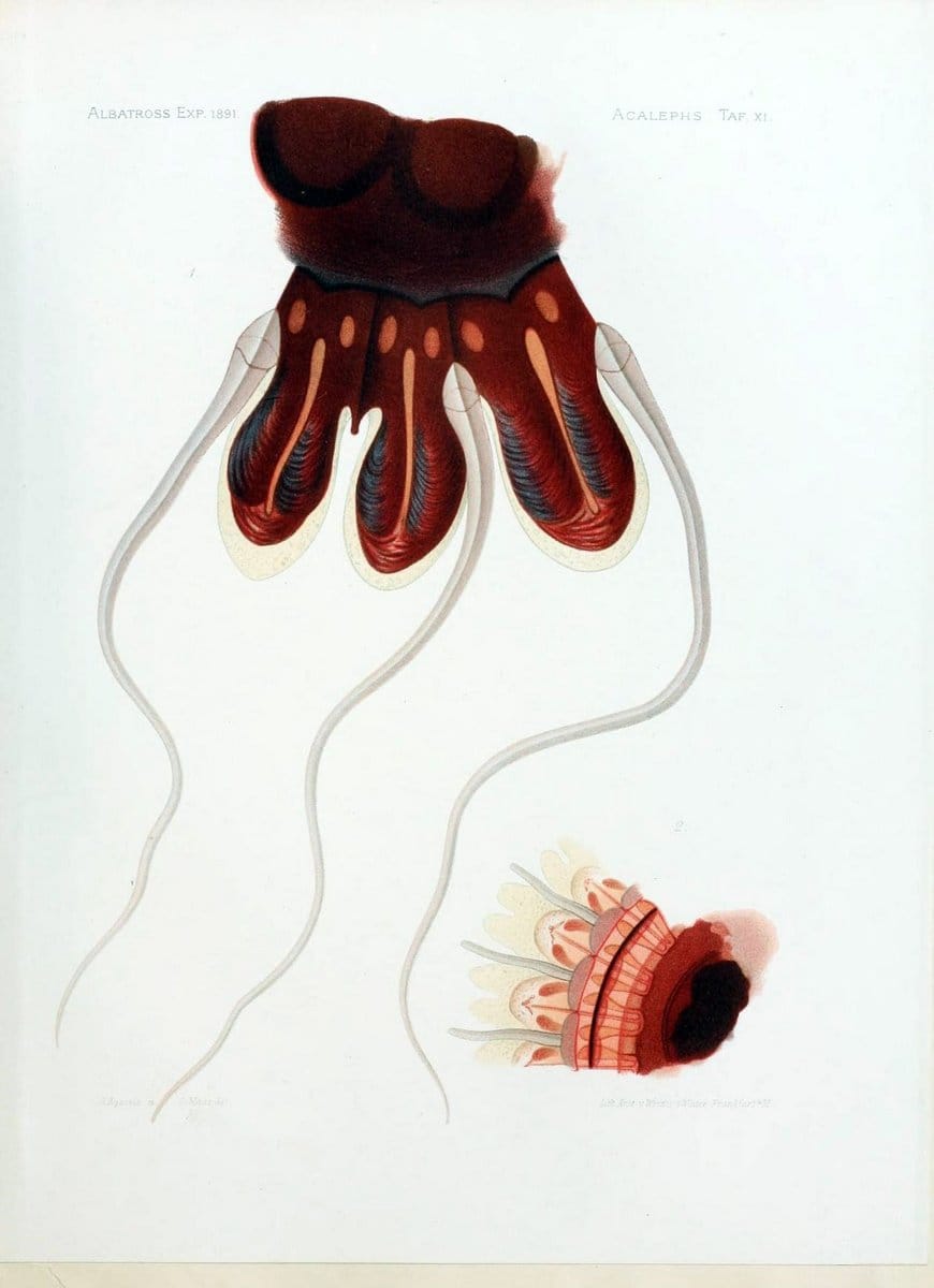 Die medusen. Cambridge :Printed for the Museum,1897.  | "Albatross (Steamer)" Jellyfishes  | Vintage Print Reproduction 471877