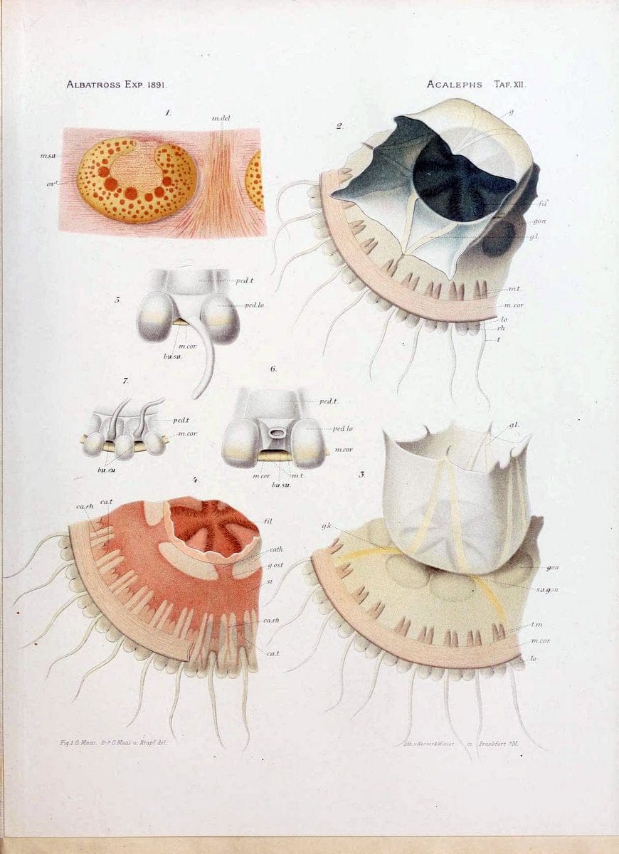 Die medusen. Cambridge :Printed for the Museum,1897.  | "Albatross (Steamer)" Jellyfishes  | Vintage Print Reproduction 471878