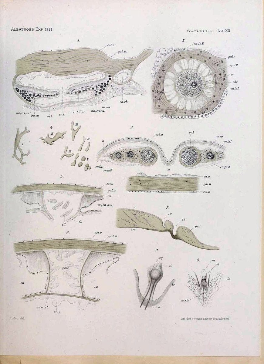 Die medusen. Cambridge :Printed for the Museum,1897.  | "Albatross (Steamer)" Jellyfishes  | Vintage Print Reproduction 471879