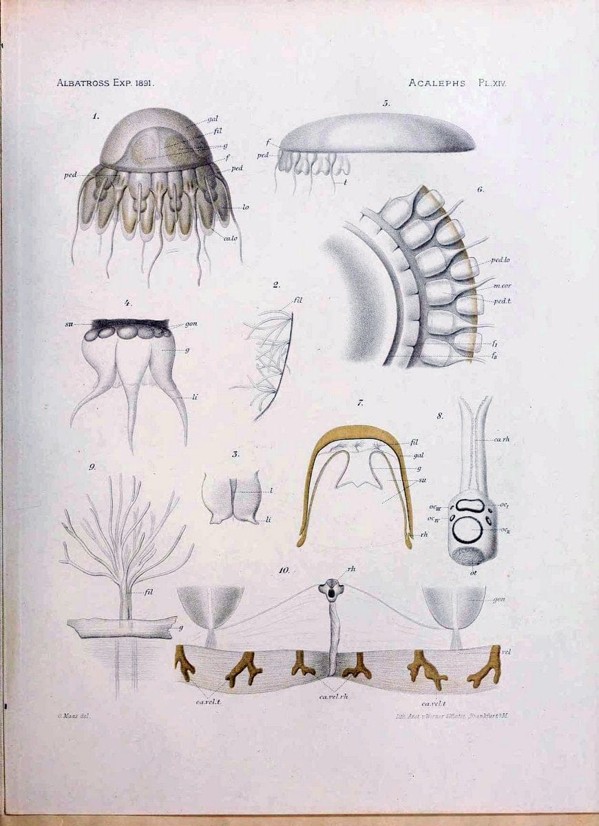 Die medusen. Cambridge :Printed for the Museum,1897.  | "Albatross (Steamer)" Jellyfishes  | Vintage Print Reproduction 471880