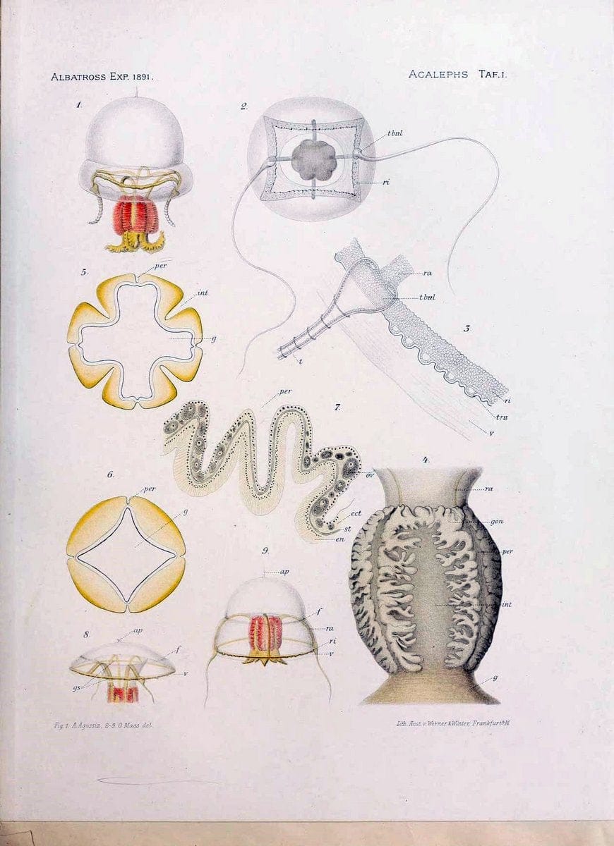 Die medusen. Cambridge :Printed for the Museum,1897.  | "Albatross (Steamer)" Jellyfishes  | Vintage Print Reproduction 471882