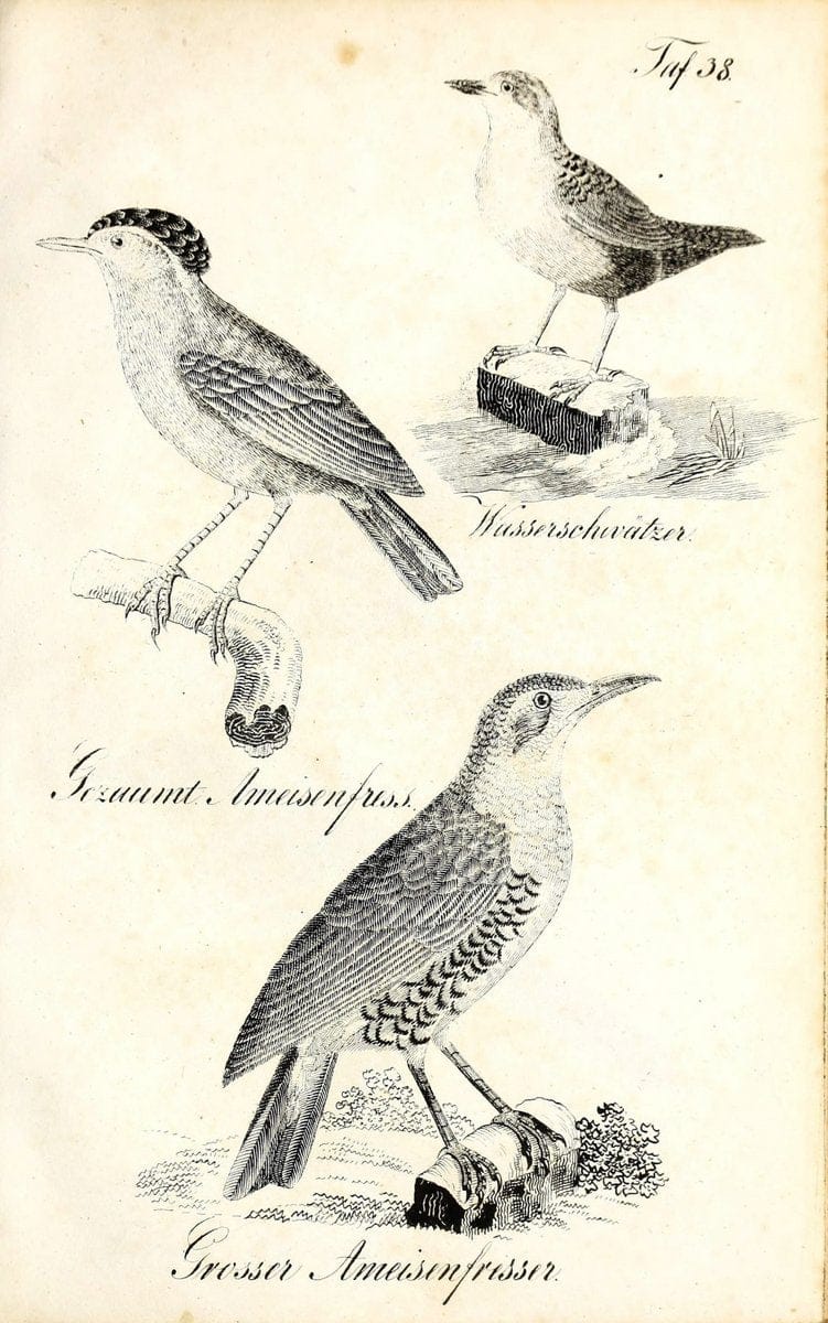 Die Naturgeschichte in getreuen Abbildungen und mit ausfuÃŒË†hrlicher Beschreibung derselben. Leipzig :bei Eduard Eisenach ;1835.  | Birds "Pictorial works"  | Vintage Print Reproduction 471919