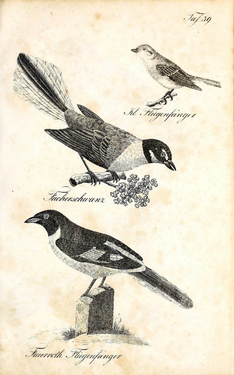 Die Naturgeschichte in getreuen Abbildungen und mit ausfuÃŒË†hrlicher Beschreibung derselben. Leipzig :bei Eduard Eisenach ;1835.  | Birds "Pictorial works"  | Vintage Print Reproduction 471920