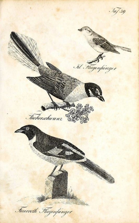 Die Naturgeschichte in getreuen Abbildungen und mit ausfuÃŒË†hrlicher Beschreibung derselben. Leipzig :bei Eduard Eisenach ;1835.  | Birds "Pictorial works"  | Vintage Print Reproduction 471920