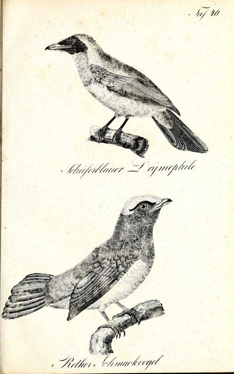 Die Naturgeschichte in getreuen Abbildungen und mit ausfuÃŒË†hrlicher Beschreibung derselben. Leipzig :bei Eduard Eisenach ;1835.  | Birds "Pictorial works"  | Vintage Print Reproduction 471921