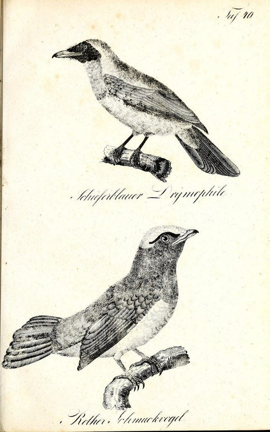 Die Naturgeschichte in getreuen Abbildungen und mit ausfuÃŒË†hrlicher Beschreibung derselben. Leipzig :bei Eduard Eisenach ;1835.  | Birds "Pictorial works"  | Vintage Print Reproduction 471921