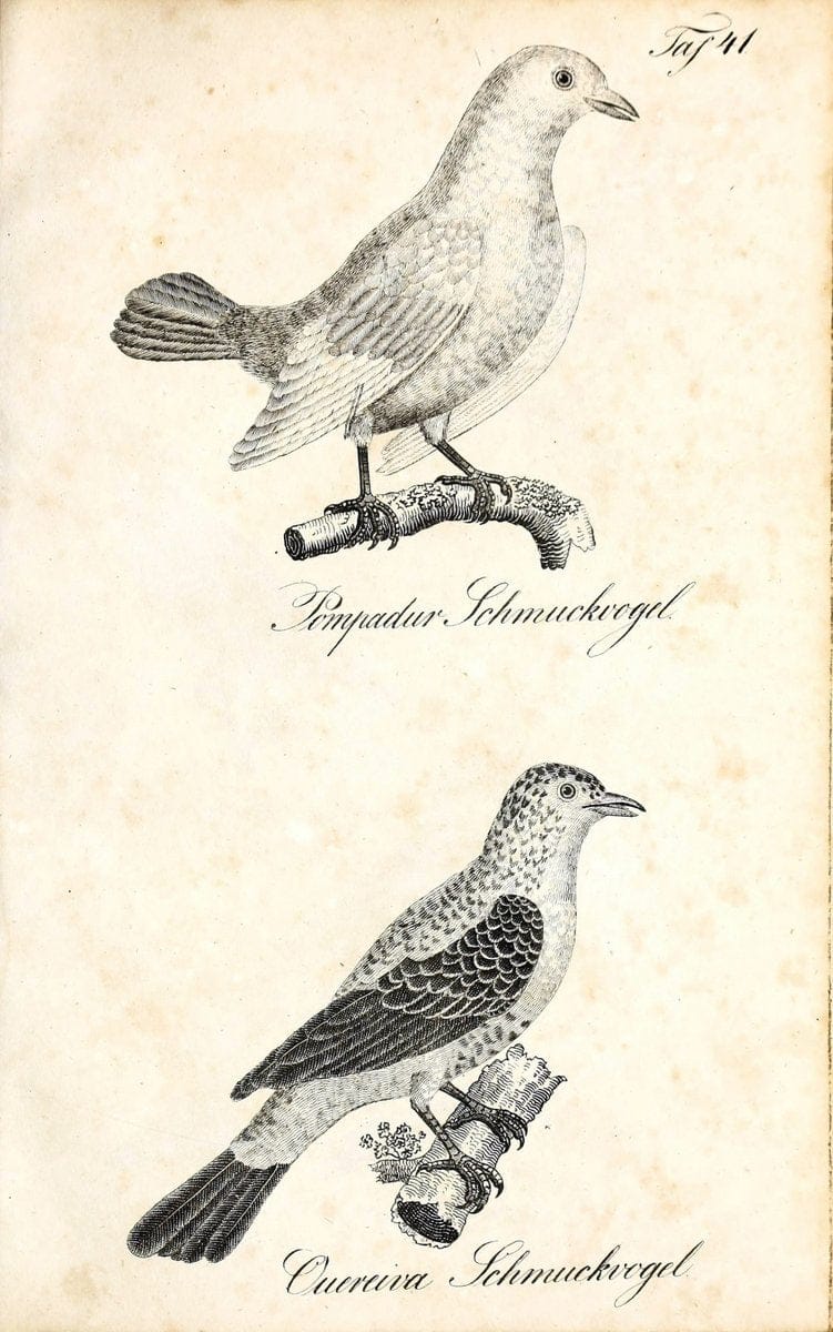 Die Naturgeschichte in getreuen Abbildungen und mit ausfuÃŒË†hrlicher Beschreibung derselben. Leipzig :bei Eduard Eisenach ;1835.  | Birds "Pictorial works"  | Vintage Print Reproduction 471922