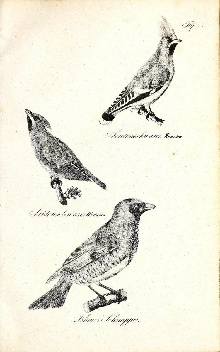 Die Naturgeschichte in getreuen Abbildungen und mit ausfuÃŒË†hrlicher Beschreibung derselben. Leipzig :bei Eduard Eisenach ;1835.  | Birds "Pictorial works"  | Vintage Print Reproduction 471923