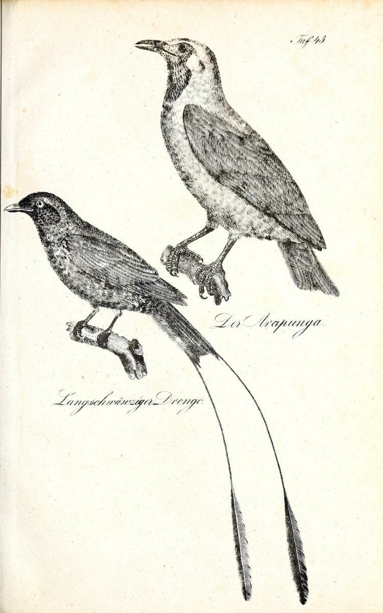 Die Naturgeschichte in getreuen Abbildungen und mit ausfuÃŒË†hrlicher Beschreibung derselben. Leipzig :bei Eduard Eisenach ;1835.  | Birds "Pictorial works"  | Vintage Print Reproduction 471924