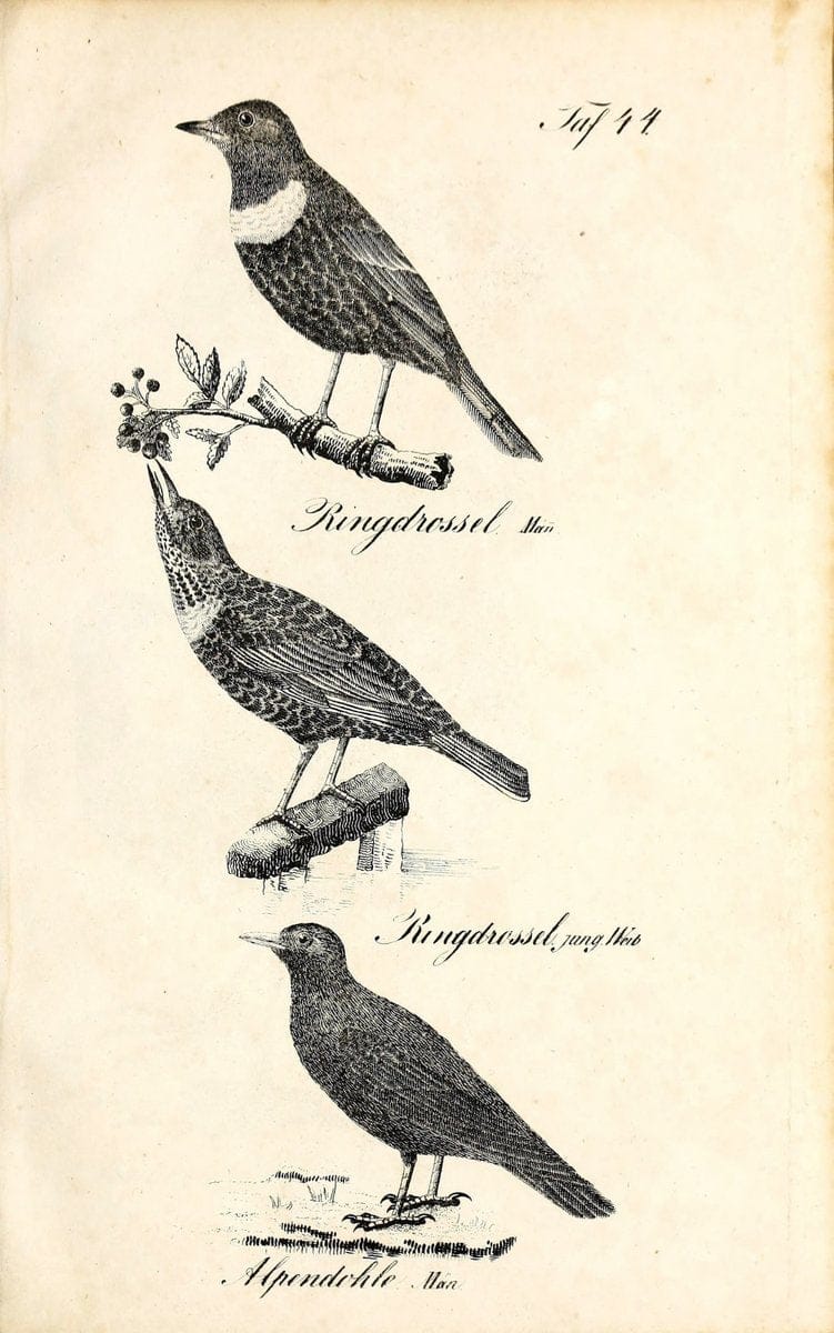Die Naturgeschichte in getreuen Abbildungen und mit ausfuÃŒË†hrlicher Beschreibung derselben. Leipzig :bei Eduard Eisenach ;1835.  | Birds "Pictorial works"  | Vintage Print Reproduction 471925