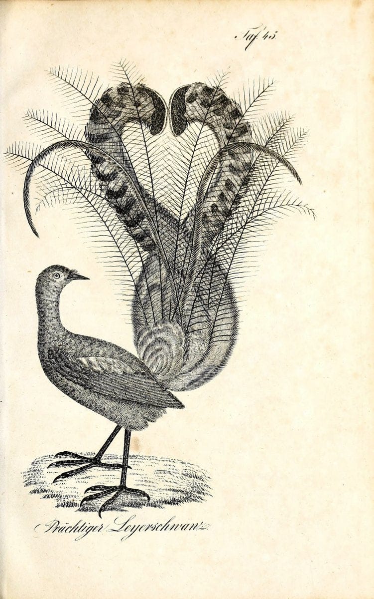 Die Naturgeschichte in getreuen Abbildungen und mit ausfuÃŒË†hrlicher Beschreibung derselben. Leipzig :bei Eduard Eisenach ;1835.  | Birds "Pictorial works"  | Vintage Print Reproduction 471926