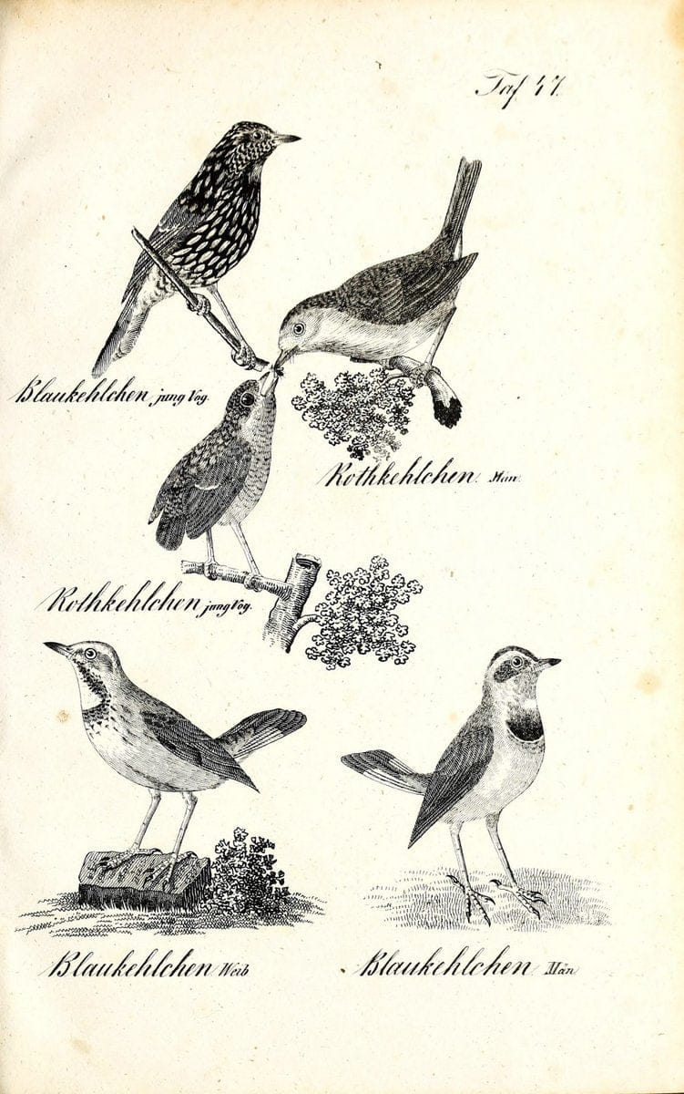 Die Naturgeschichte in getreuen Abbildungen und mit ausfuÃŒË†hrlicher Beschreibung derselben. Leipzig :bei Eduard Eisenach ;1835.  | Birds "Pictorial works"  | Vintage Print Reproduction 471928