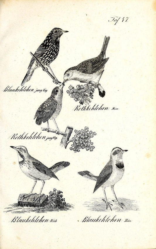 Die Naturgeschichte in getreuen Abbildungen und mit ausfuÃŒË†hrlicher Beschreibung derselben. Leipzig :bei Eduard Eisenach ;1835.  | Birds "Pictorial works"  | Vintage Print Reproduction 471928