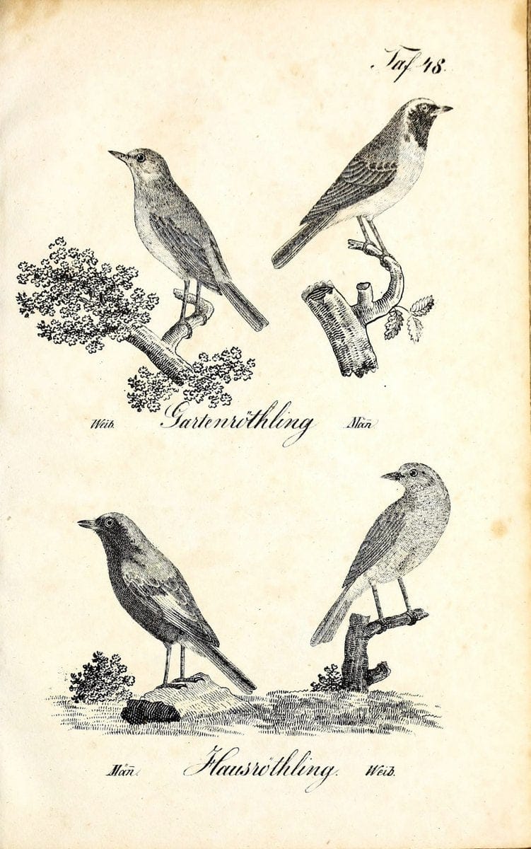 Die Naturgeschichte in getreuen Abbildungen und mit ausfuÃŒË†hrlicher Beschreibung derselben. Leipzig :bei Eduard Eisenach ;1835.  | Birds "Pictorial works"  | Vintage Print Reproduction 471929
