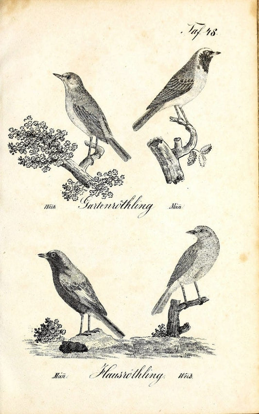Die Naturgeschichte in getreuen Abbildungen und mit ausfuÃŒË†hrlicher Beschreibung derselben. Leipzig :bei Eduard Eisenach ;1835.  | Birds "Pictorial works"  | Vintage Print Reproduction 471929