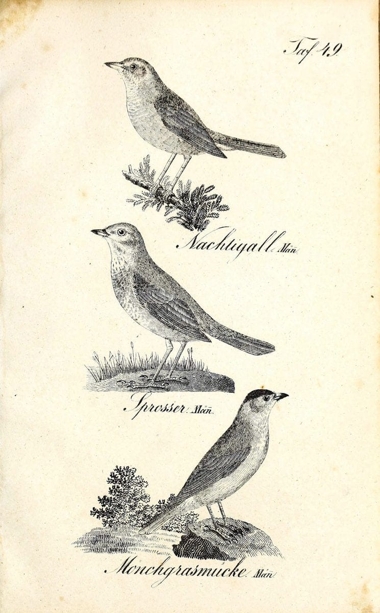Die Naturgeschichte in getreuen Abbildungen und mit ausfuÃŒË†hrlicher Beschreibung derselben. Leipzig :bei Eduard Eisenach ;1835.  | Birds "Pictorial works"  | Vintage Print Reproduction 471930