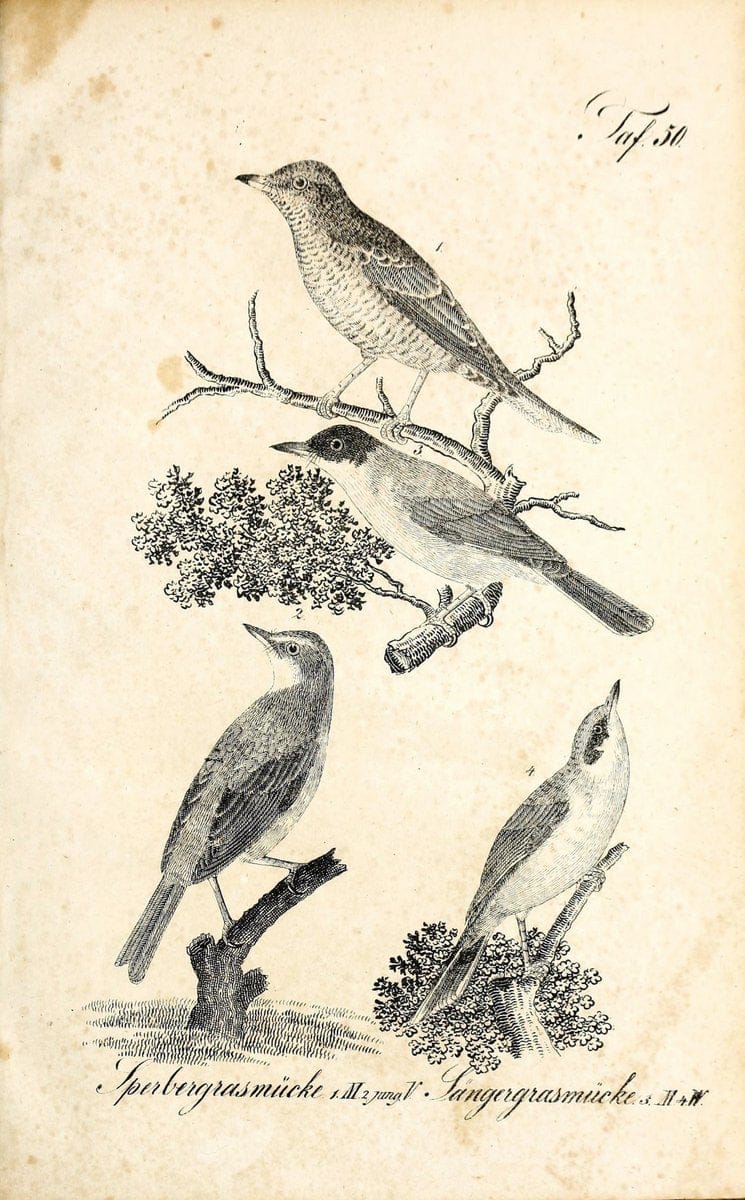 Die Naturgeschichte in getreuen Abbildungen und mit ausfuÃŒË†hrlicher Beschreibung derselben. Leipzig :bei Eduard Eisenach ;1835.  | Birds "Pictorial works"  | Vintage Print Reproduction 471931