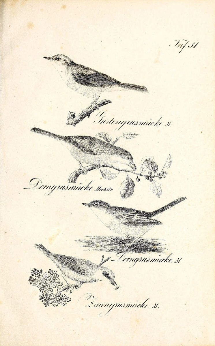 Die Naturgeschichte in getreuen Abbildungen und mit ausfuÃŒË†hrlicher Beschreibung derselben. Leipzig :bei Eduard Eisenach ;1835.  | Birds "Pictorial works"  | Vintage Print Reproduction 471932