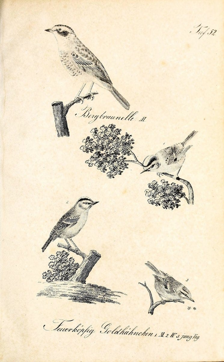 Die Naturgeschichte in getreuen Abbildungen und mit ausfuÃŒË†hrlicher Beschreibung derselben. Leipzig :bei Eduard Eisenach ;1835.  | Birds "Pictorial works"  | Vintage Print Reproduction 471933