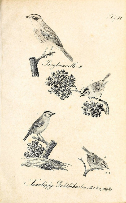 Die Naturgeschichte in getreuen Abbildungen und mit ausfuÃŒË†hrlicher Beschreibung derselben. Leipzig :bei Eduard Eisenach ;1835.  | Birds "Pictorial works"  | Vintage Print Reproduction 471933
