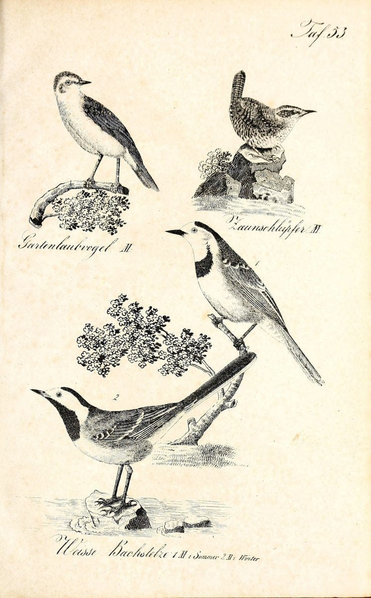 Die Naturgeschichte in getreuen Abbildungen und mit ausfuÃŒË†hrlicher Beschreibung derselben. Leipzig :bei Eduard Eisenach ;1835.  | Birds "Pictorial works"  | Vintage Print Reproduction 471934