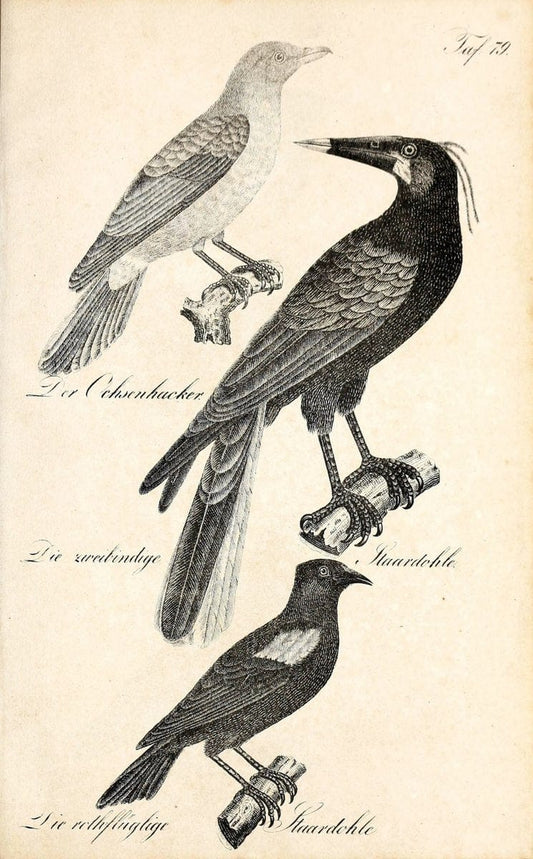 Die Naturgeschichte in getreuen Abbildungen und mit ausfuÃŒË†hrlicher Beschreibung derselben. Leipzig :bei Eduard Eisenach ;1835.  | Birds "Pictorial works"  | Vintage Print Reproduction 471960