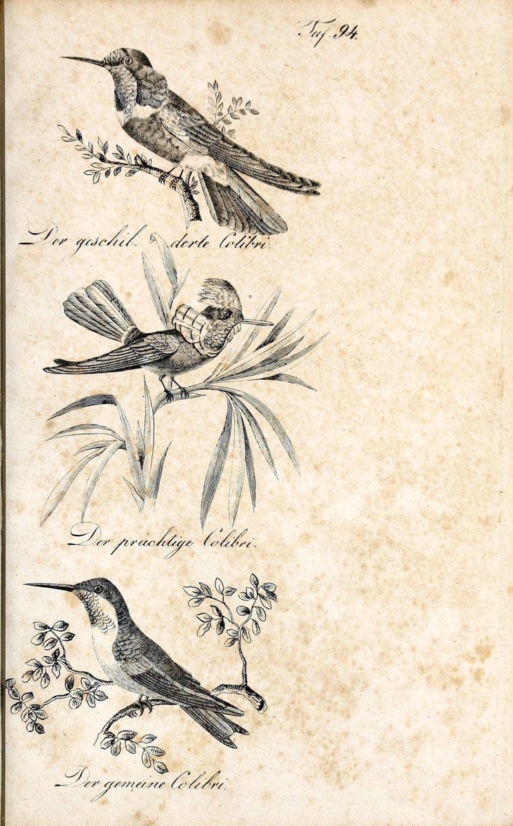 Die Naturgeschichte in getreuen Abbildungen und mit ausfuÃŒË†hrlicher Beschreibung derselben. Leipzig :bei Eduard Eisenach ;1835.  | Birds "Pictorial works"  | Vintage Print Reproduction 471975