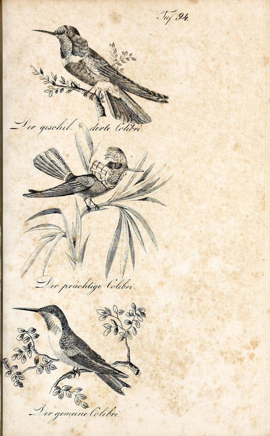 Die Naturgeschichte in getreuen Abbildungen und mit ausfuÃŒË†hrlicher Beschreibung derselben. Leipzig :bei Eduard Eisenach ;1835.  | Birds "Pictorial works"  | Vintage Print Reproduction 471975