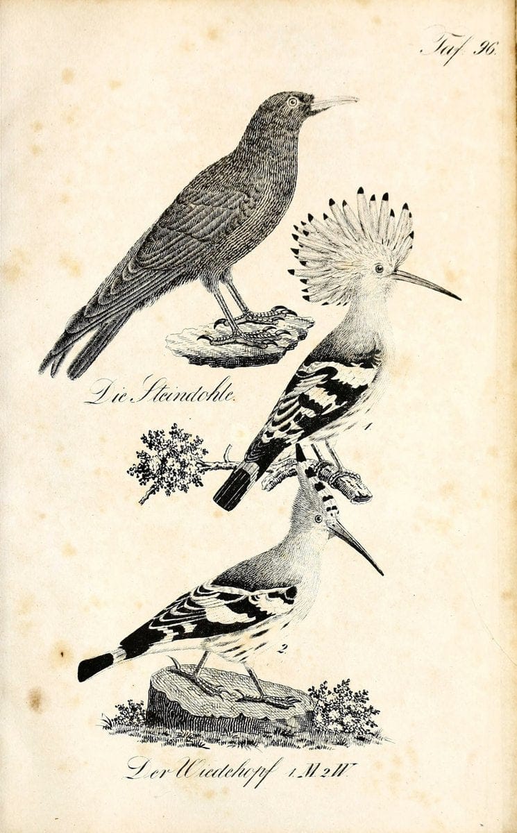 Die Naturgeschichte in getreuen Abbildungen und mit ausfuÃŒË†hrlicher Beschreibung derselben. Leipzig :bei Eduard Eisenach ;1835.  | Birds "Pictorial works"  | Vintage Print Reproduction 471977