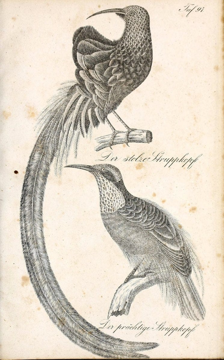 Die Naturgeschichte in getreuen Abbildungen und mit ausfuÃŒË†hrlicher Beschreibung derselben. Leipzig :bei Eduard Eisenach ;1835.  | Birds "Pictorial works"  | Vintage Print Reproduction 471978