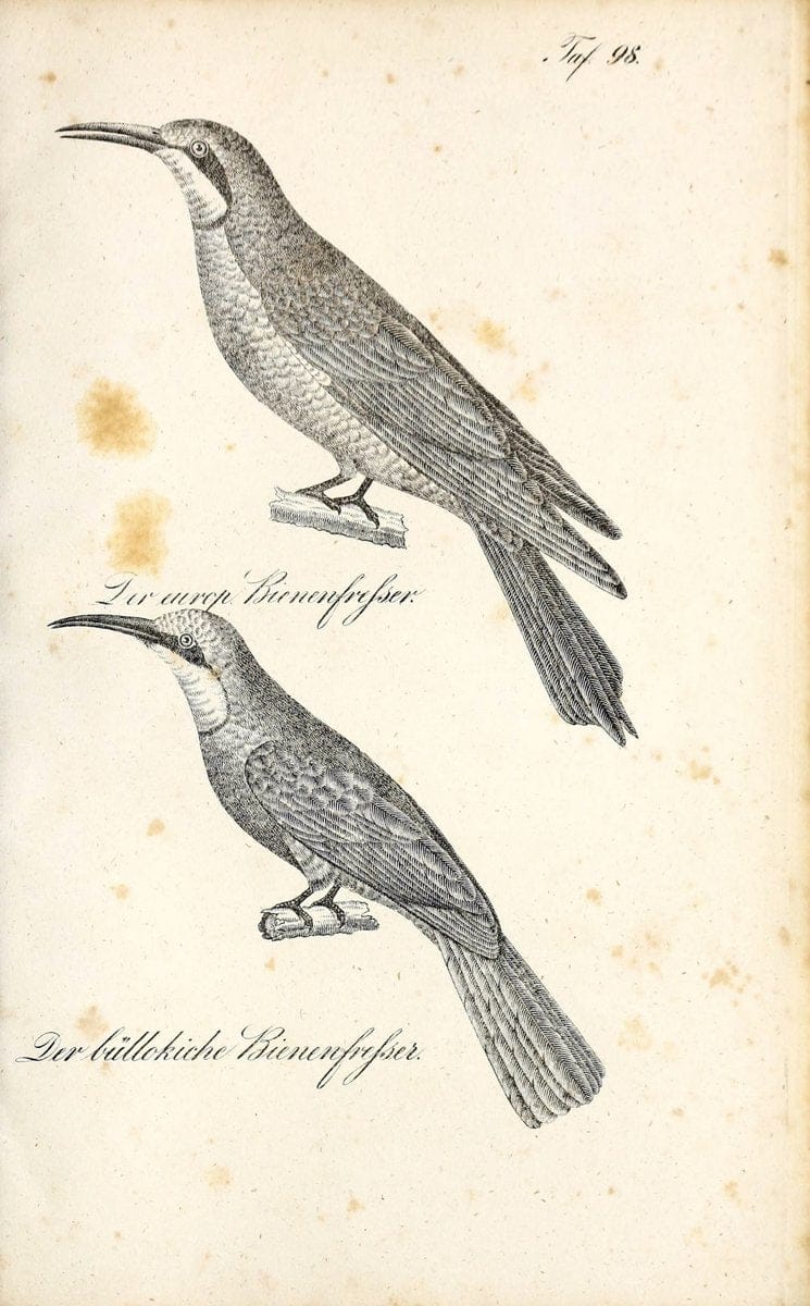 Die Naturgeschichte in getreuen Abbildungen und mit ausfuÃŒË†hrlicher Beschreibung derselben. Leipzig :bei Eduard Eisenach ;1835.  | Birds "Pictorial works"  | Vintage Print Reproduction 471979