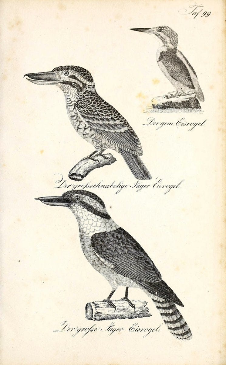 Die Naturgeschichte in getreuen Abbildungen und mit ausfuÃŒË†hrlicher Beschreibung derselben. Leipzig :bei Eduard Eisenach ;1835.  | Birds "Pictorial works"  | Vintage Print Reproduction 471980