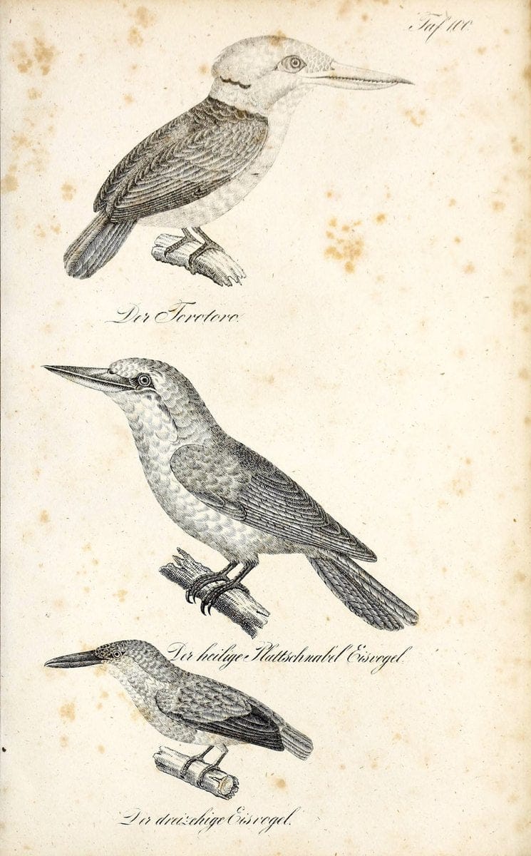 Die Naturgeschichte in getreuen Abbildungen und mit ausfuÃŒË†hrlicher Beschreibung derselben. Leipzig :bei Eduard Eisenach ;1835.  | Birds "Pictorial works"  | Vintage Print Reproduction 471981