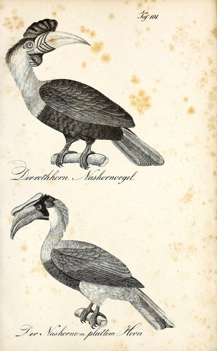 Die Naturgeschichte in getreuen Abbildungen und mit ausfuÃŒË†hrlicher Beschreibung derselben. Leipzig :bei Eduard Eisenach ;1835.  | Birds "Pictorial works"  | Vintage Print Reproduction 471982