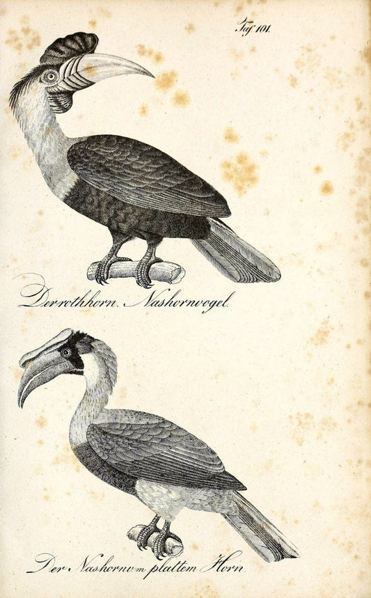 Die Naturgeschichte in getreuen Abbildungen und mit ausfuÃŒË†hrlicher Beschreibung derselben. Leipzig :bei Eduard Eisenach ;1835.  | Birds "Pictorial works"  | Vintage Print Reproduction 471982