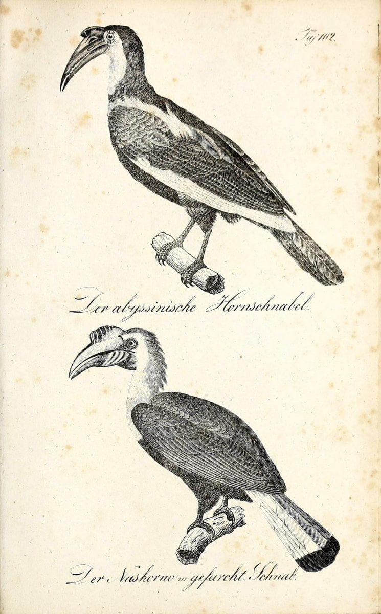 Die Naturgeschichte in getreuen Abbildungen und mit ausfuÃŒË†hrlicher Beschreibung derselben. Leipzig :bei Eduard Eisenach ;1835.  | Birds "Pictorial works"  | Vintage Print Reproduction 471983